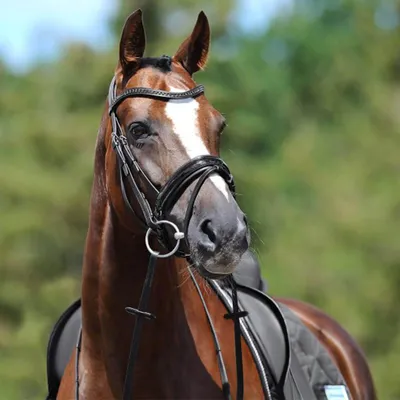 Produktbild von Passier Trense Apollo Trensenzaum Schwarz/Edelstahl Warmblut Extra
