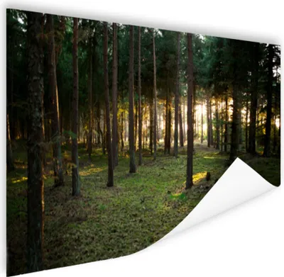 Produktbild von MuchoWow® Poster Baum - Sonne - Gras 180x120 cm - Fotoplakat