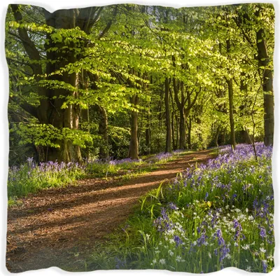Produktbild von Wallario Premium Kissen, weiche Oberfläche, mit Motiv Blaues Hasenglöckchen im Sommerwald, Größe: 40 x 40 cm, mit weißer Rückseite