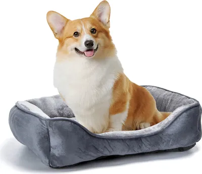 A corgi dog sitting in a dog bed.