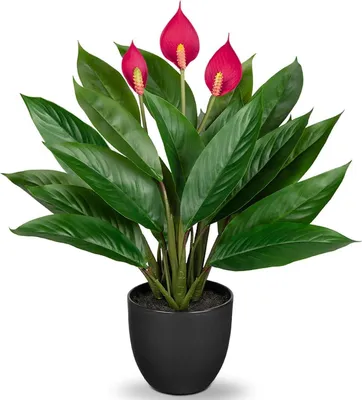 Productafbeelding van Kunstplant Calathea, 43 cm, groen, vol, decoratief, in een plastic pot