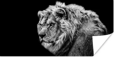 Produktbild von MuchoWow® Poster Löwe - Porträt - Wildtiere - Schwarz - Weiß 120x60 cm - Bild