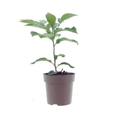 Produktbild von Asimina triloba ‘Sunflower’ 40–60 cm – Indianerbanane Papau – winterharte exotische Obstpflanze – essbare Früchte – selbstfruchtbar – mehrjährig im To