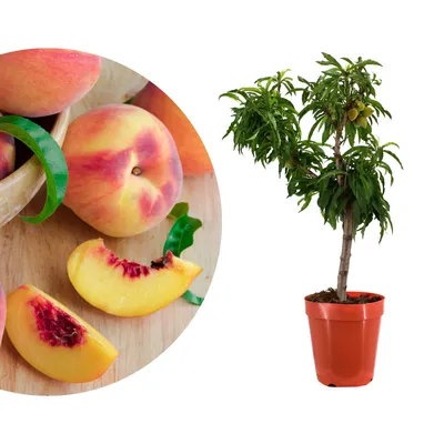 Produktbild von Meine Orangerie - Zwergobst Stämmchen Pfirsich - Zwergpfirsich - mehrjähriger Pfirsichbaum - Höhe inkl. Topf ca. 80-90cm - winterharter Pfirsichbaum