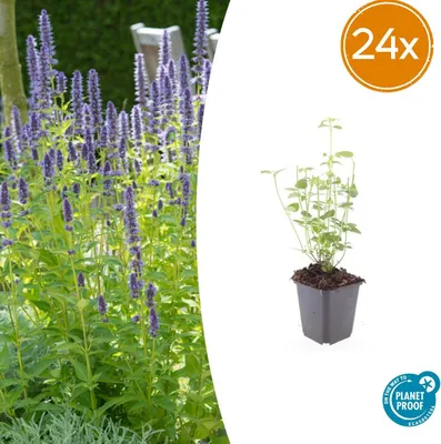 Zdjęcie produktu dla Agastache 'Black Adder' | 24 sztuki - 10-25cm - Ø9cm - Roślina ogrodowa