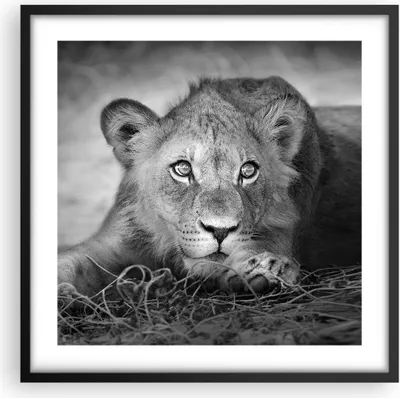 Produktbild von Gerahmtes Poster - Schwarzer Rahmen - Löwe asiatisch Porträt - 50x50 cm - Wand Bild - Wanddeko - Wandbilder - Kunstposter - Wandposter - Bilderrahmen - Bilder - Kunstdruck - P2BAC50x50-4840