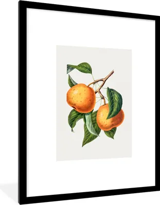 Produktbild von MuchoWow® Gerahmtes Poster Orange - Blätter - Lebensmittel 60x80 cm - Poster mit Schwarzem Bilderrahmen Wandposter Rahmen Foto Bilder - Wohnzimmer - Dekorationen - Prämie