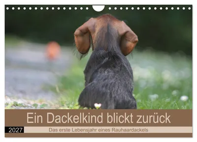 Produktbild von Ein Dackelkind blickt zurück (Wandkalender 2027 DIN A4 quer), CALVENDO Monatskalender