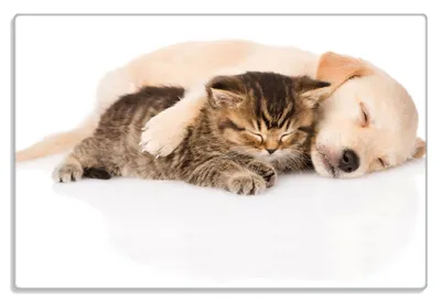 Produktbild von Wallario Frühstücksbrettchen aus Glas 20 x 30 cm mit rutschfesten Füßen, Motiv Katze und Hund in Harmonie - Kuschelnde Tiere
