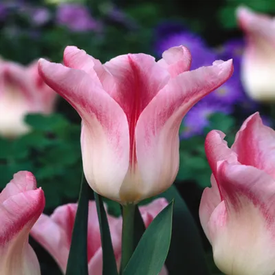 Obrázek produktu pro Tulipány Cibulky Cibulky Květiny Lily-kvetoucí Tulipán Holland Chic 5 ks.