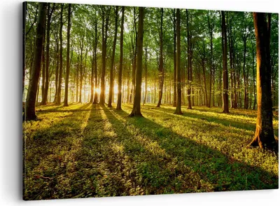 Produktbild von Bild auf Leinwand - Leinwandbild - Wald grün Sonnenstrahlen Natur - 120x80cm - Wand Bild - Wanddeko - Leinwanddruck - Bilder - Kunstdruck - Wanddekoration - Leinwand bilder - Wandkunst - AA120x80-2510