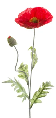 Produktbild von künstliche Mohnblume mit 1 Blüte + 1 Knospe rot H. 70cm Emerald Kunstblumen