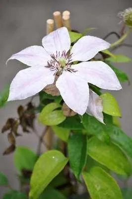 Zdjęcie produktu dla Clematis hybr. 'Nelly Moser' - Winorośl leśna 'Nelly Moser' 50-60 cm | doniczka