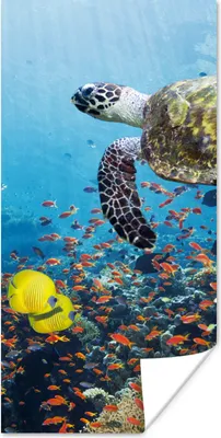 Produktbild von MuchoWow® Poster Schildkröte am Korallenriff 20x40 cm - Plakat - Foto