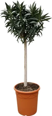 Obrázok produktu pre Everyplants Nerium Oleander auf Stamm mit roten Blüten - 200 cm, Ø35 cm