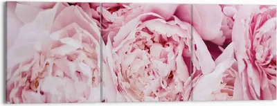 Produktbild von Bild auf Leinwand - Leinwandbild - 3 Teile - Blumenstrauß Blumen Rosa - 150x50cm - Wand Bild - Wanddeko - Wandbilder - Leinwanddruck - Bilder - Wanddekoration - Leinwand bilder - CA150x50-5001