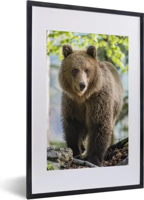 Produktbild von MuchoWow® MuchoWow® Gerahmtes Poster Bär - Braun - Wald 40x60 cm - Poster mit zchwarzem Bilderrahmen - Poster in Rahmen