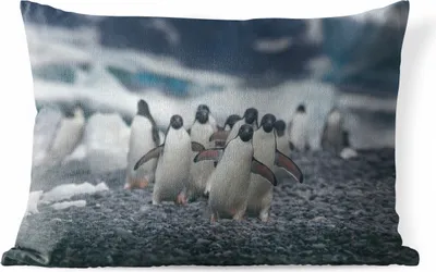 Produktbild von MuchoWow® Outdoor Kissen - Adeliepinguine am Strand - 50x30 cm - Wetterfest - Lounge Kissen - Sofa kissen - Wohnzimmer Dekoration