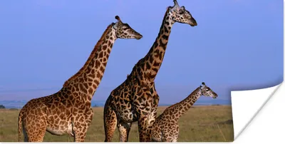 Produktbild von MuchoWow® Poster Drei Giraffen in Kenia 80x40 cm - Wanddeko
