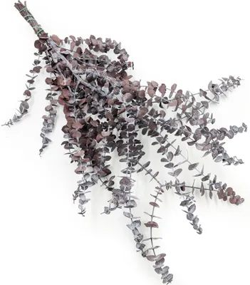 Produktbild von Stabilisiertes Eukalyptus - Baby BLUE - Rot
