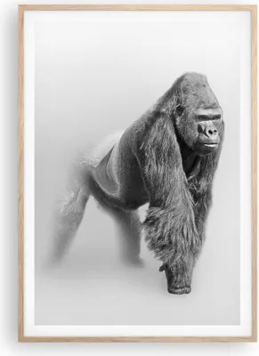 Produktbild von Gerahmtes Poster - Rahmen in heller Eiche - Orang-Utan Tier - 70x100 cm - Wand Bild - Wanddeko - Wandbilder - Wandposter - Bilderrahmen - Bilder - Kunstdruck - Wandbild - P2NPA70x100-4105