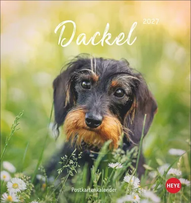 Produktbild von Dackel Postkartenkalender 2027