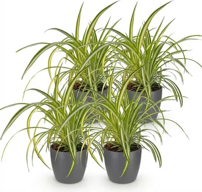 Obrázek produktu pro Chlorophytum comosum Variegatum, sada 4 pokojových rostlin v šedém květináči o průměru 12 cm