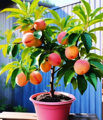Produktbild von BALDUR Garten Mini-Nektarinenbaum 'Flavortop',1 Pflanze, selbstfruchtendes & kleinbleibendes Bäumchen, saftig-süße Nektarinen, ideal für Balkon, Terrasse & Garten, pflegeleicht