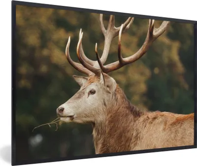 Produktbild von MuchoWow® MuchoWow® Gerahmtes Poster Hirsche - Geweihe - Wald 60x40 cm - Poster mit zchwarzem Bilderrahmen - Printing - Wanddeko Schlafzimmer
