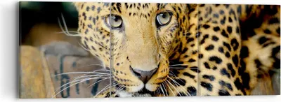 Produktbild von Bild auf Leinwand - Leinwandbild - Tiere gefährlich wilde katze - 90x30cm - Wand Bild - Wanddeko - Leinwanddruck - Bilder - Kunstdruck - Wanddekoration - Leinwand bilder - Wandkunst - CA90x30-2702