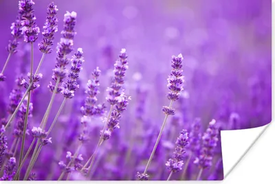 Produktbild von MuchoWow® Poster Lavendel - Nahaufnahme - Blumen - Lila 60x40 cm - Schlafzimmerdekoration