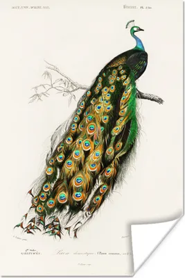 Produktbild von MuchoWow® Poster Vogel - Pfau - Vintage 80x120 cm - Papierdruck