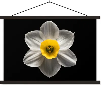 Produktbild von MuchoWow® Textilposter Eine weiße Narzissenblüte auf schwarzem Hintergrund 90x60 cm mit schwarzem Rahmen - Aufhängungssatz