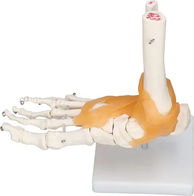 Obrázok produktu pre Model ľudskej nohy Anatomické kosti členka s väzmi 1 až 1 forma v životnej veľkosti