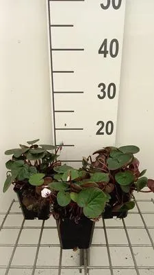 Zdjęcie produktu dla 6 x Cyclamen coum 'Album' - Wiosna - Doniczka 9 x 9 cm
