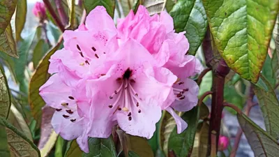 Produktbild von Rhododendron denudatum - Wild Rhododendron - 70-80cm