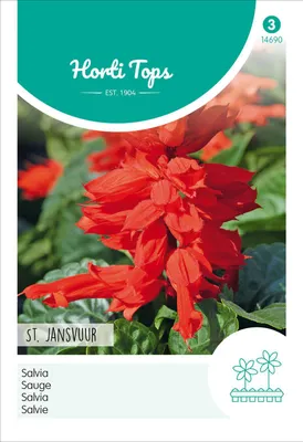 Artikelbild 2 von 'Salvie Johannisfeuer Niedrig Rot' aus der Kategorie Blumensamen