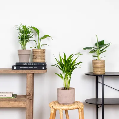 Image de Bloomique - Lot de 4 - Mélange de plantes tendance - Chamaedorea, Dypsis, Musa, Strelitzia - Dépolluantes - 20-45 cm