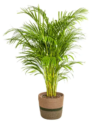 Produktbild von Dypsis Areca Lutescens mit Korb Ø24cm - Höhe 120 - 140cm