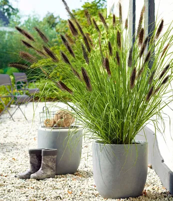 Produktbild von BALDUR Garten Schwarzes Lampenputzergras, 1 Pflanze, Ziergras, winterharte Staude, trockenresistent, mehrjährig, blühend, Pennisetum alopecuroides var. viridescens, Federborstengras
