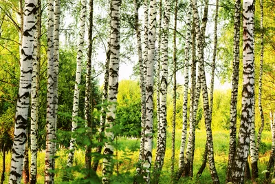 Produktbild von Fototapete - Birch Forest 375x250cm - Vliestapete