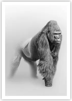 Produktbild von Poster - Poster ohne Rahmen - Orang-Utan Tier - 70x100 cm - Wand Bild - Wanddeko - Wandbilder - Kunstposter - Wandposter - Bilder - Kunstdruck - Wanddekoration - Wandbild - P2XPA70x100-4105