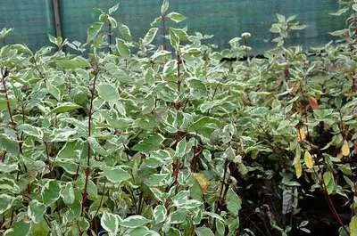 Image de Cornus alba 'Elegantissima' - Cornouiller 60- 80 cm conteneur