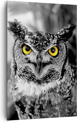 Produktbild von Bild auf Leinwand - Leinwandbild - Einteilig - Eule Vogel Natur - 80x120cm - Wand Bild - Wanddeko - Wandbilder - Leinwanddruck - Wanddekoration - Leinwand bilder - Wandbild - PA80x120-1318