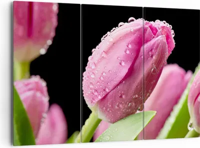 Produktbild von Bild auf Leinwand - Leinwandbild - Tulpe Blumen Tau - 165x110cm - Wand Bild - Wanddeko - Leinwanddruck - Bilder - Kunstdruck - Wanddekoration - Leinwand bilder - Wandkunst - CE165x110-2483