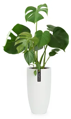 Produktbild von Fox & Fern Blumentopf mit Stopfen, Blumentopf Gross für Innen/Außen, Übertopf UV- & Frostbeständig, Polystone-Blumentöpfe Weiß, Blumentopf 40 cm Durchmesser, Großer Pflanzentopf für Zimmerpflanzen