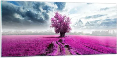 Produktbild von Bilder auf glas - Heidefeld Baum Wolken Landschaft - 120x50cm - Glasbilder - Wandbilder - Kunstdruck - zum Aufhängen bereit - Wanddekoration aus Glas - Glas Bilder - Wandbild auf Glas - GAB120x50-2547
