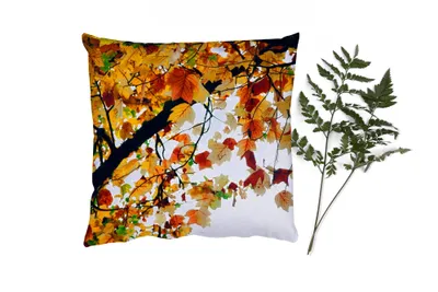Produktbild von MuchoWow® Zierkissen Sofakissen Wohnzimmer Dekokissen 50x50 cm Bäume - Herbstblätter - Natur - Komfort - Sofakissen
