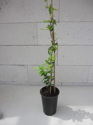 Produktbild von Carolina Jasmin - Gelber Jasmin - Gelsemium sempervirens