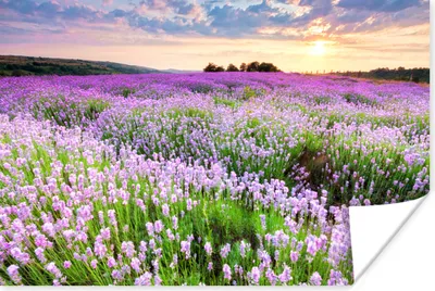 Produktbild von MuchoWow® Poster Blumen - Lavendel - Lila - Himmel - Sonnenuntergang - Wiese - Natur 180x120 cm - Fotoplakat